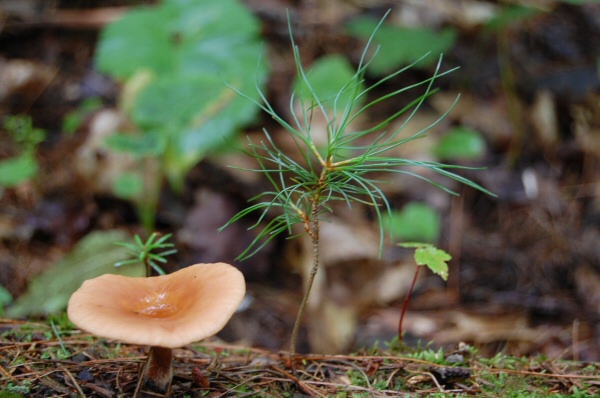 mushroom and seedling